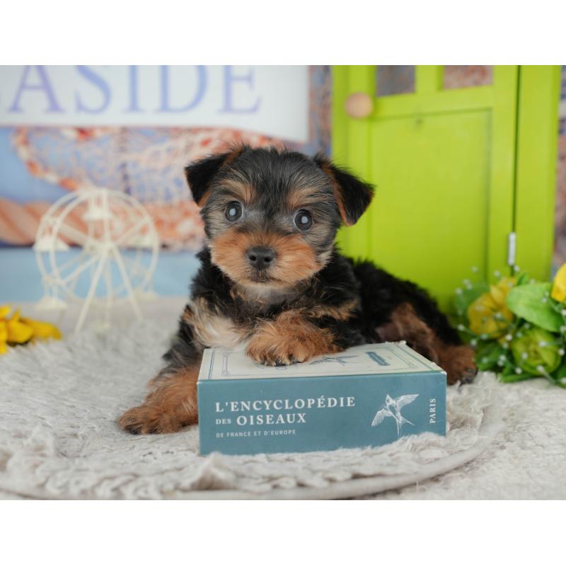 販売中の埼玉県のヨークシャーテリア-443829の6枚目