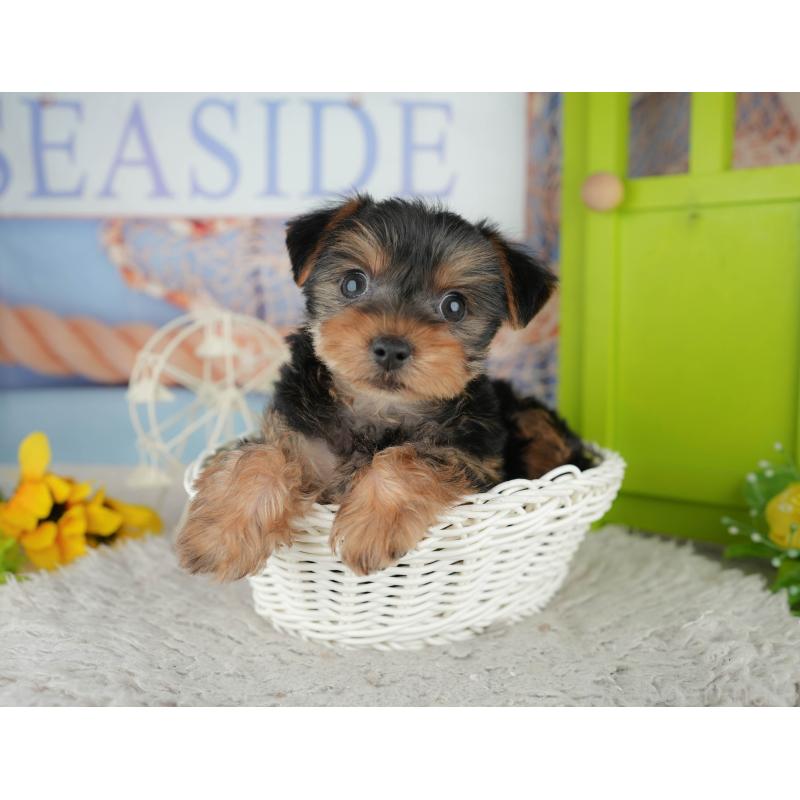 販売中の埼玉県のヨークシャーテリア-443829の5枚目
