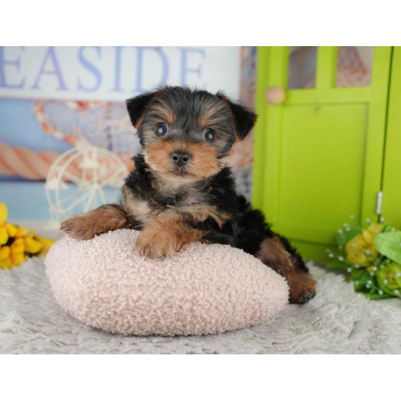 販売中の埼玉県のヨークシャーテリア-443829の3枚目