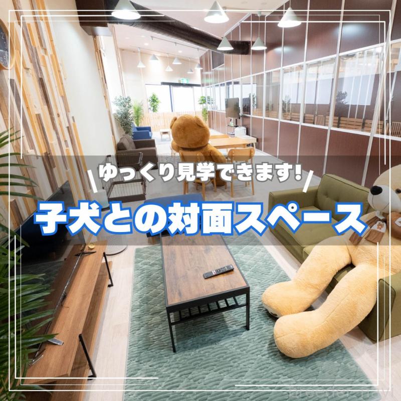 販売中の埼玉県のトイプードル-443818の19枚目