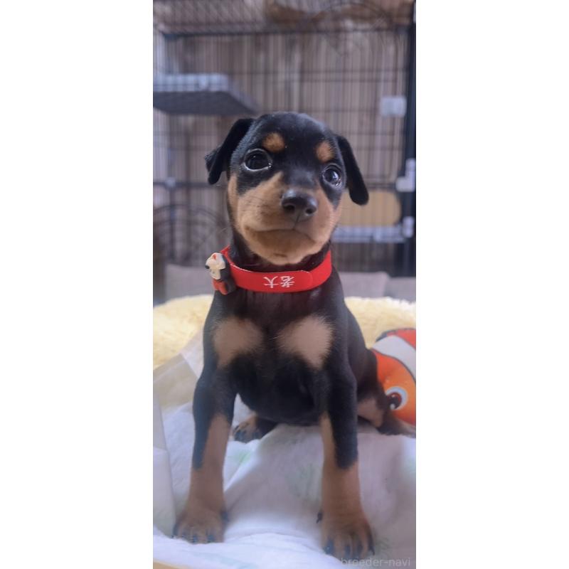 販売中の岐阜県のミニチュアピンシャー(ミニピン)-443435の6枚目