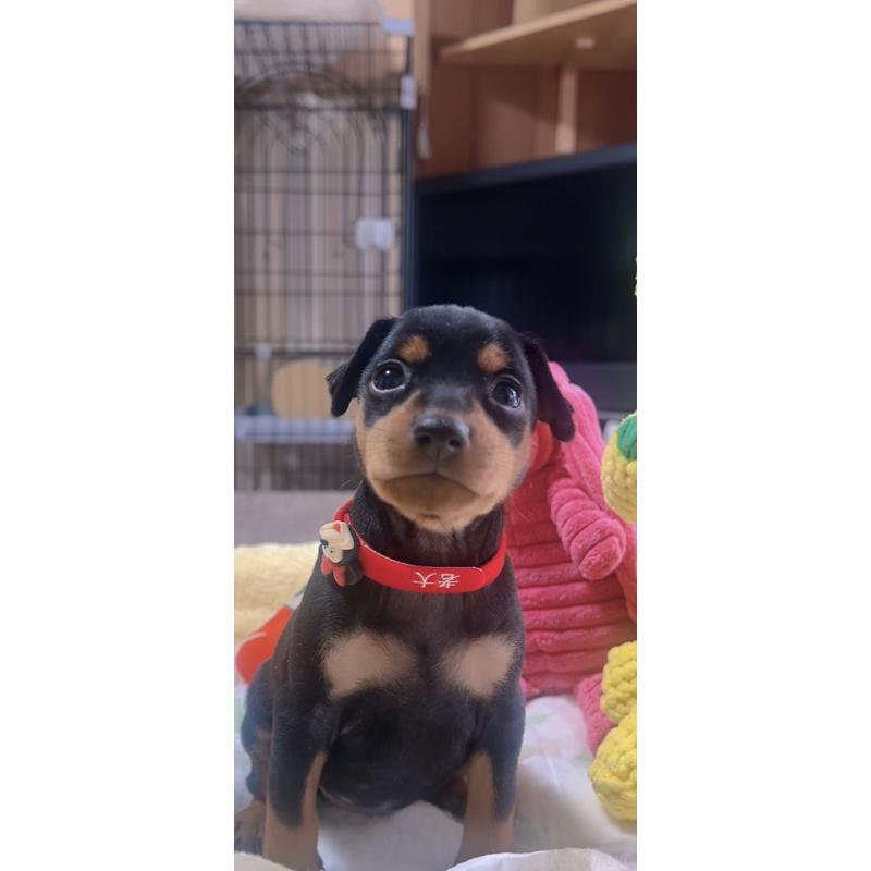 販売中の岐阜県のミニチュアピンシャー(ミニピン)-443435の5枚目