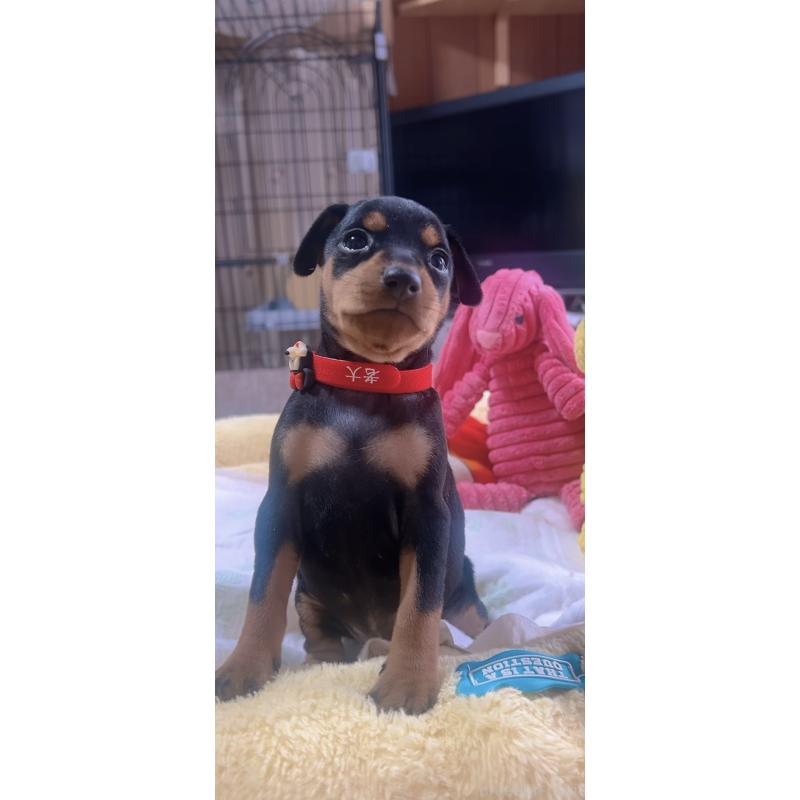 販売中の岐阜県のミニチュアピンシャー(ミニピン)-443435の4枚目