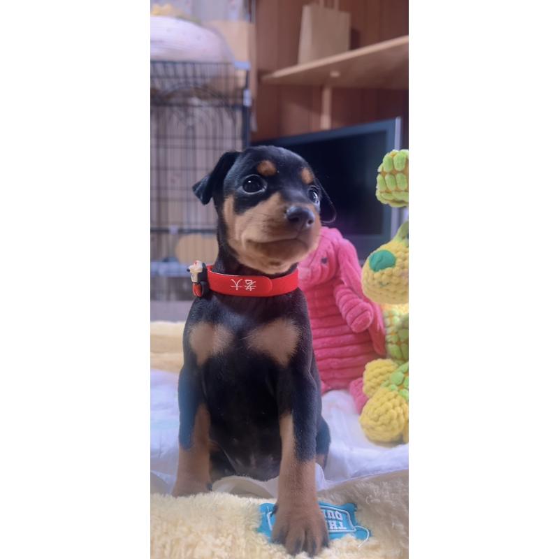 販売中の岐阜県のミニチュアピンシャー(ミニピン)-443435の3枚目