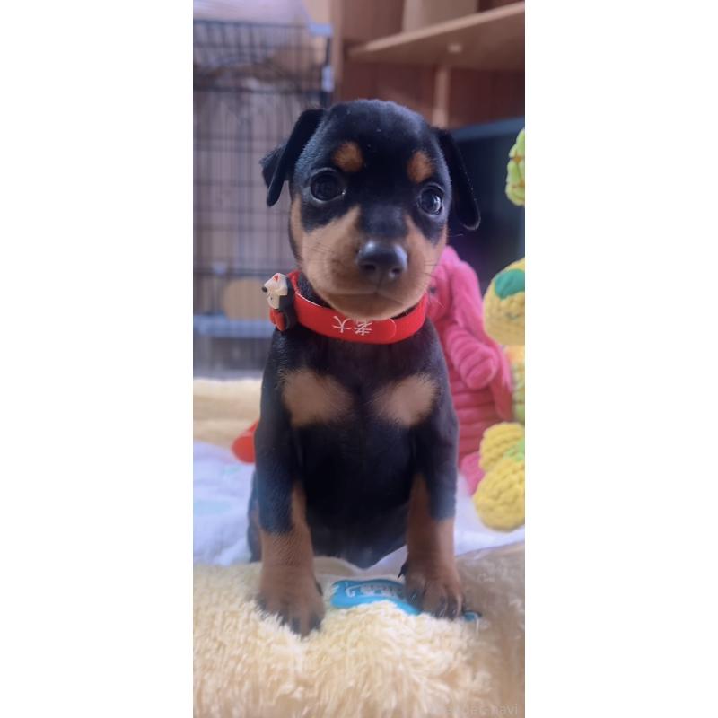 販売中の岐阜県のミニチュアピンシャー(ミニピン)-443435の2枚目