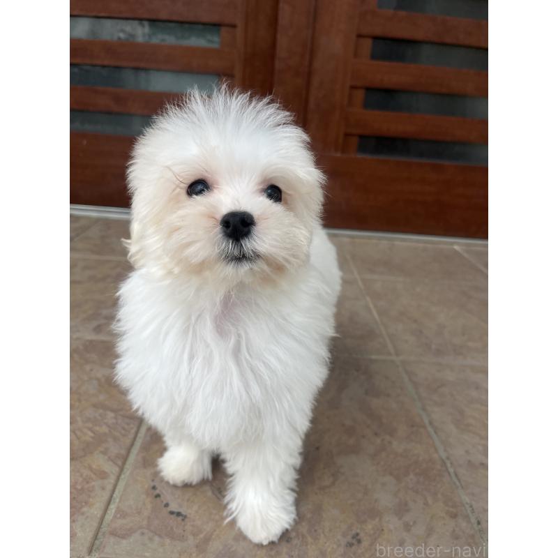 販売中の沖縄県のミックス犬-430596の4枚目