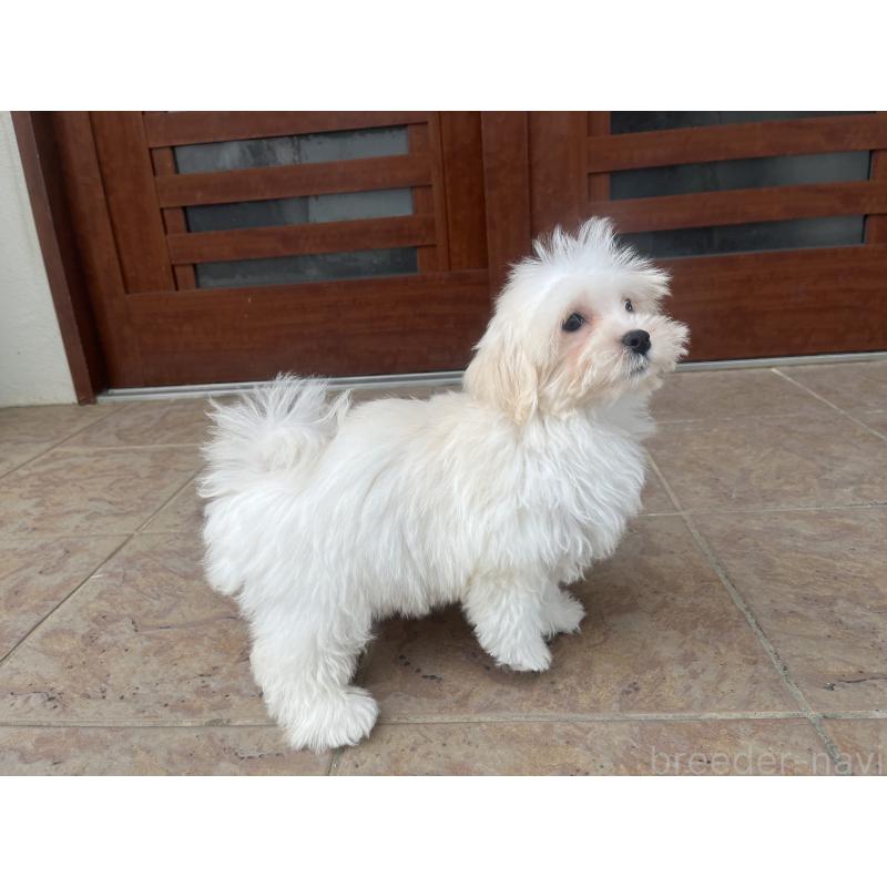 販売中の沖縄県のミックス犬-430596の2枚目