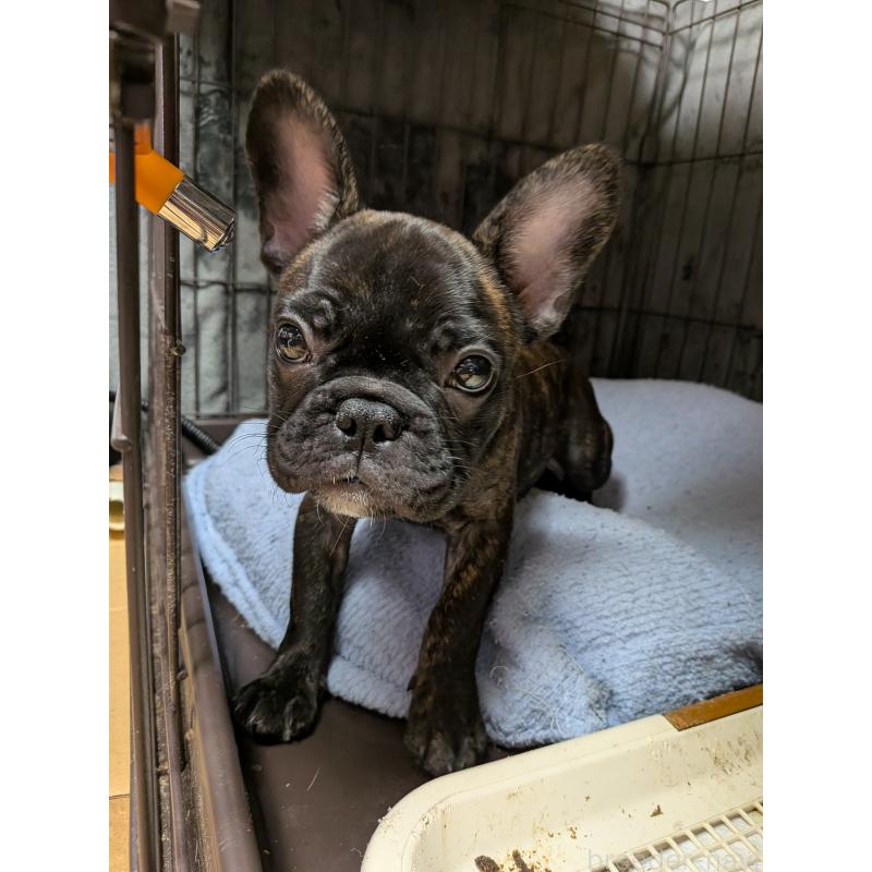 販売中の群馬県のフレンチブルドッグ-427637の8枚目