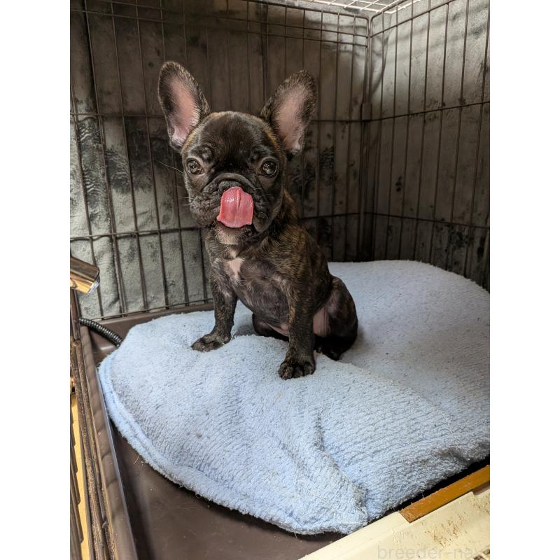 販売中の群馬県のフレンチブルドッグ-427637の7枚目