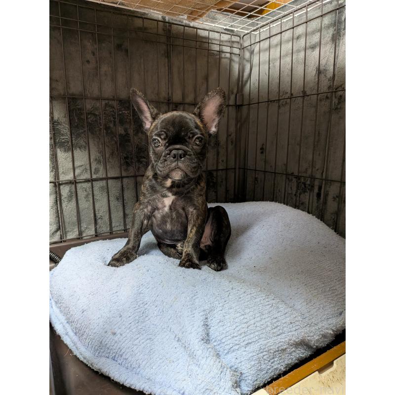 販売中の群馬県のフレンチブルドッグ-427637の6枚目