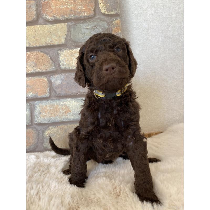 販売中の茨城県のスタンダードプードル-442674