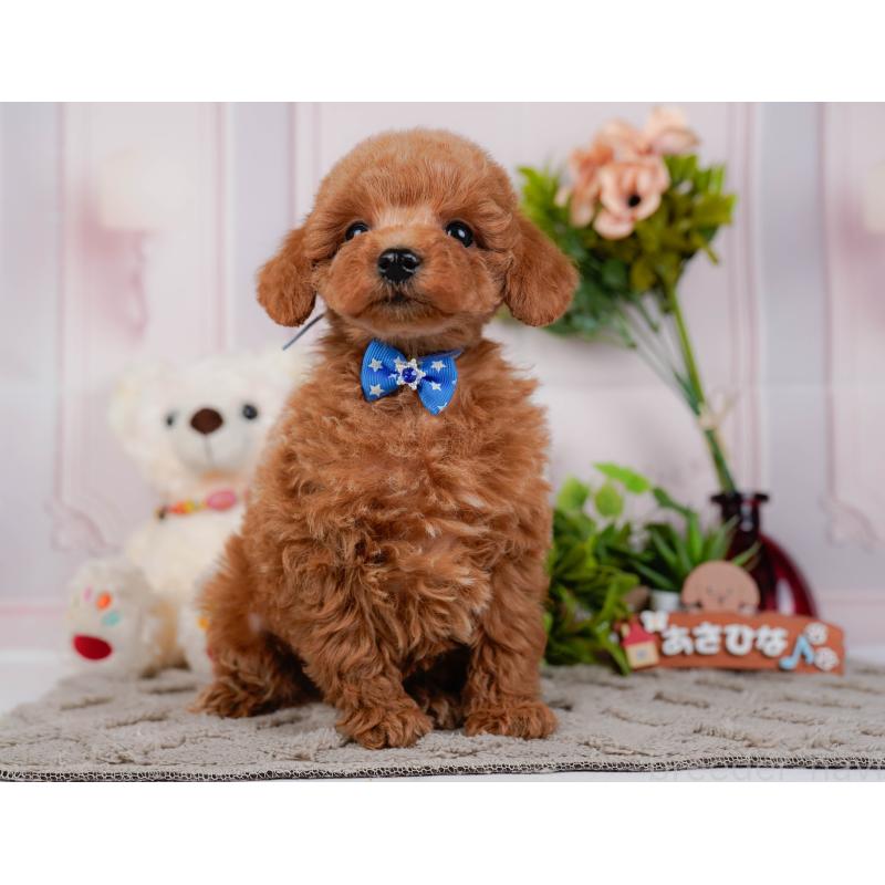 販売中の神奈川県のトイプードル-443885の13枚目