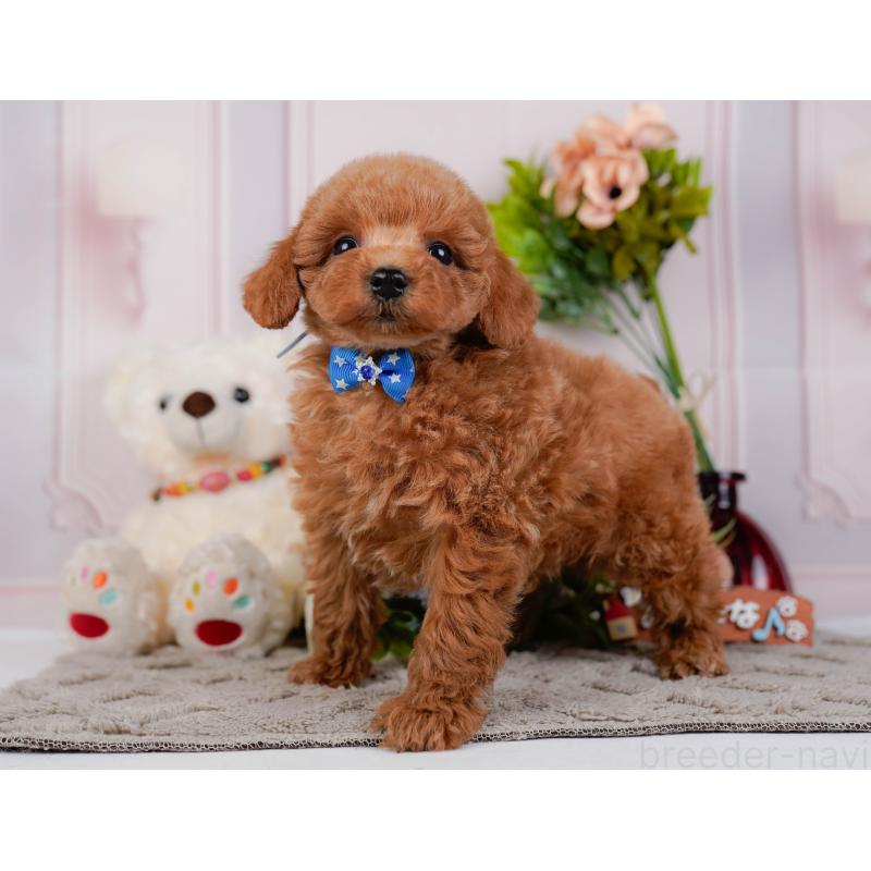 販売中の神奈川県のトイプードル-443885の11枚目