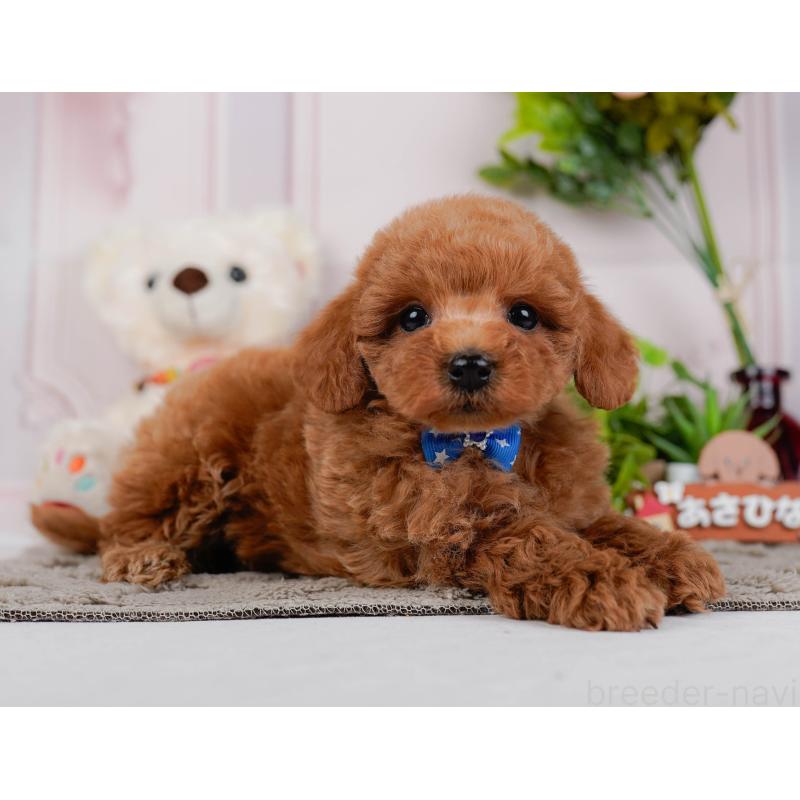 販売中の神奈川県のトイプードル-443885の9枚目