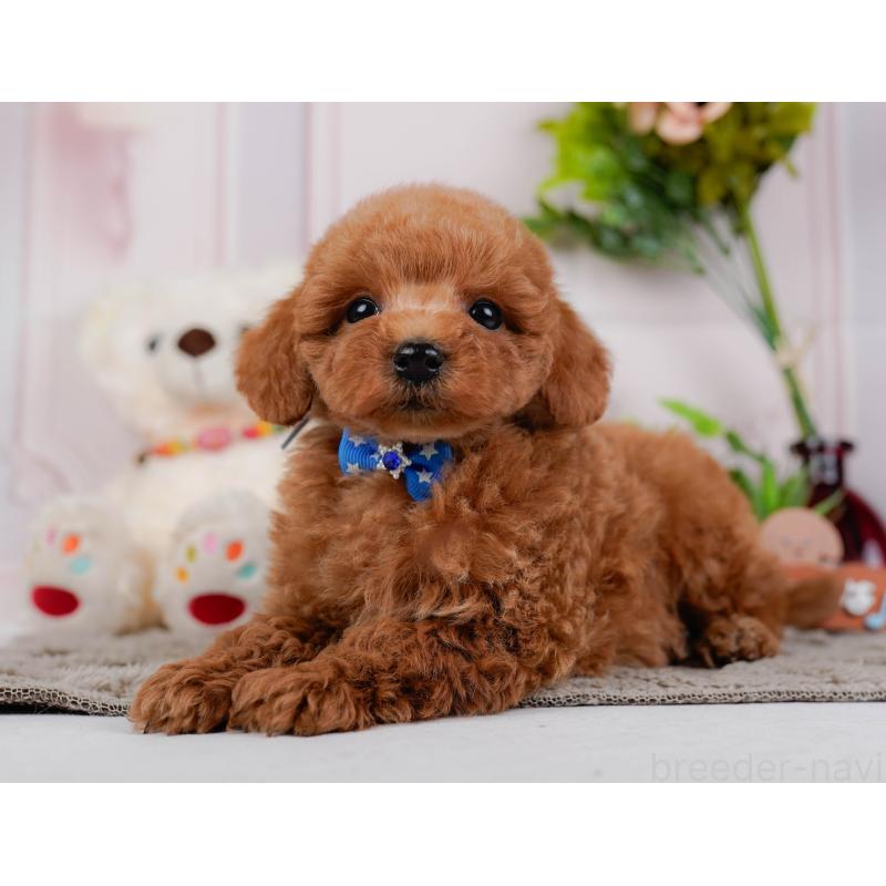 販売中の神奈川県のトイプードル-443885の8枚目