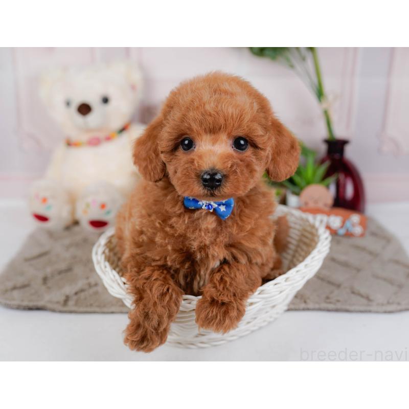 販売中の神奈川県のトイプードル-443885の7枚目