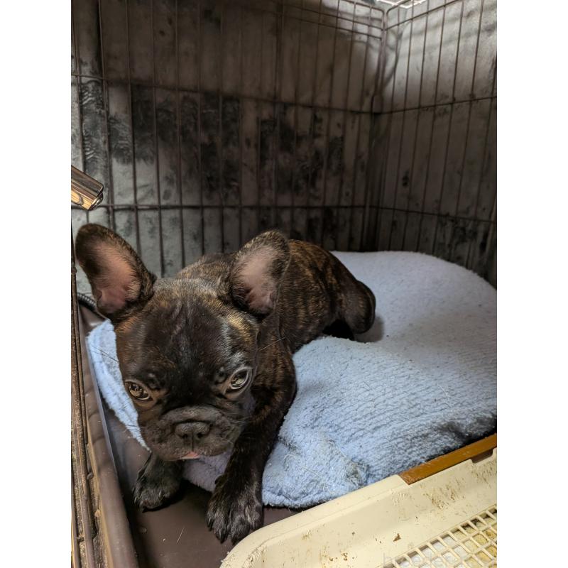 販売中の群馬県のフレンチブルドッグ-427637の4枚目