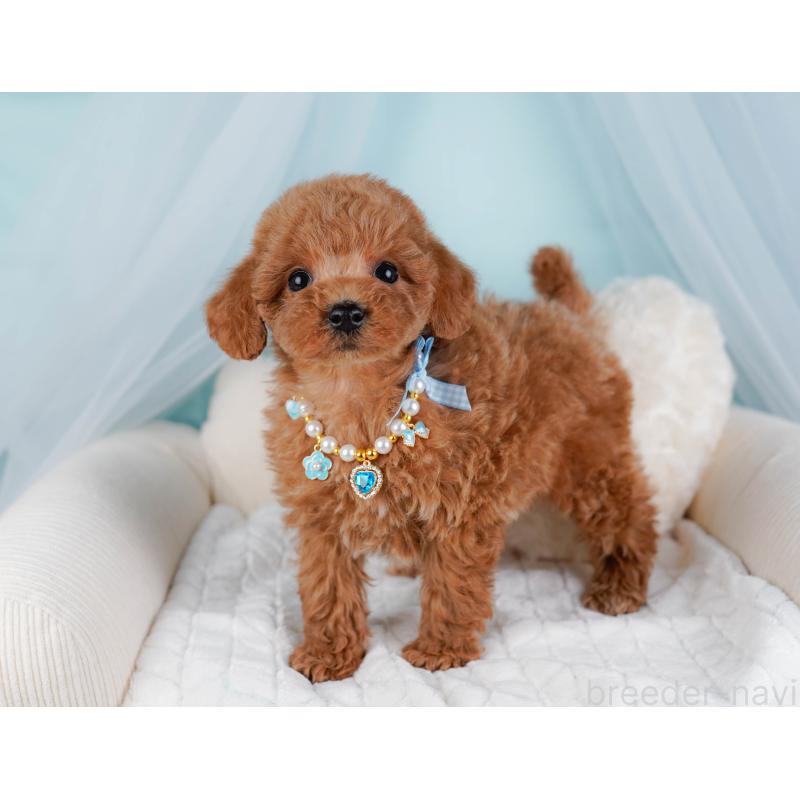 販売中の神奈川県のトイプードル-443885の6枚目