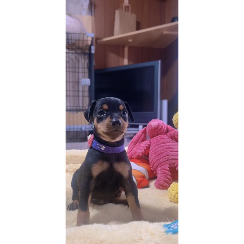 販売中の岐阜県のミニチュアピンシャー(ミニピン)-443436の8枚目