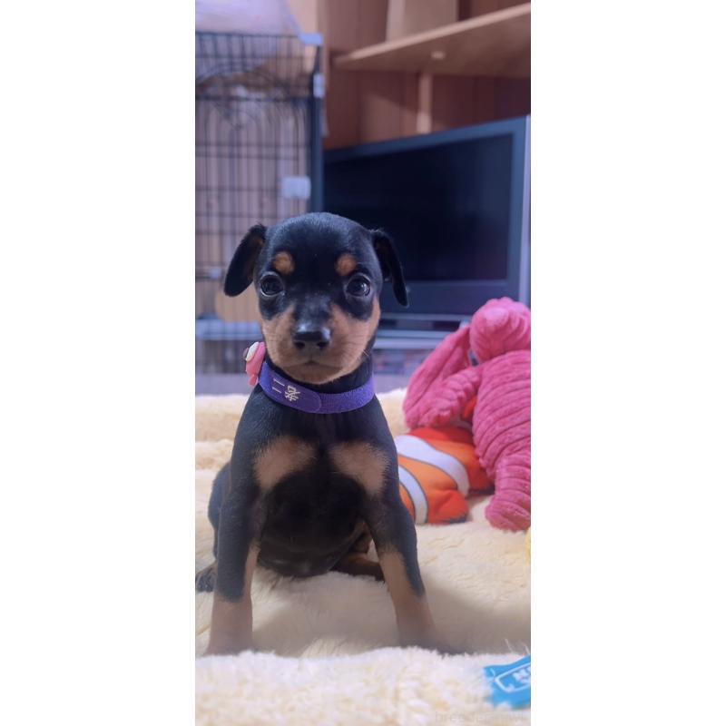 販売中の岐阜県のミニチュアピンシャー(ミニピン)-443436の7枚目