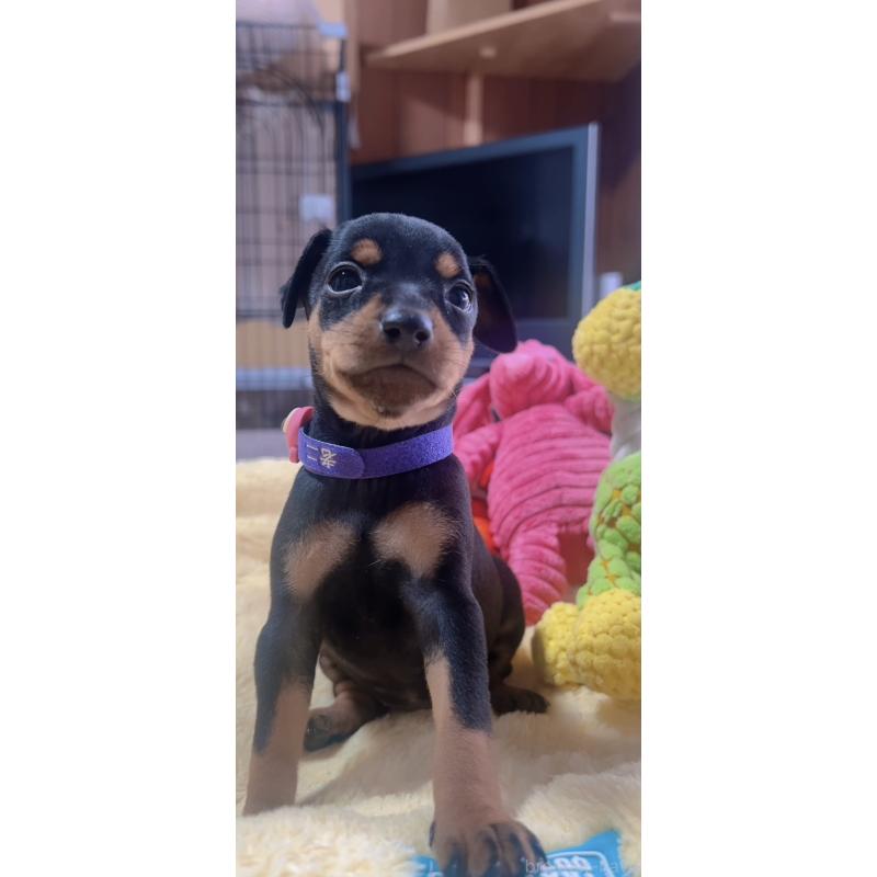 販売中の岐阜県のミニチュアピンシャー(ミニピン)-443436の6枚目