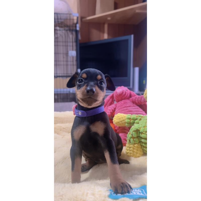 販売中の岐阜県のミニチュアピンシャー(ミニピン)-443436の5枚目