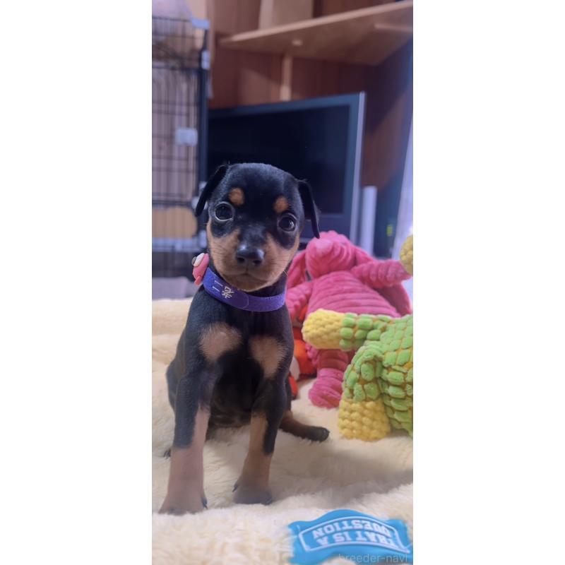 販売中の岐阜県のミニチュアピンシャー(ミニピン)-443436の3枚目