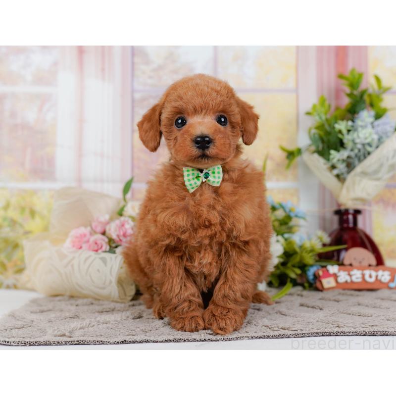 販売中の神奈川県のトイプードル-443887の13枚目