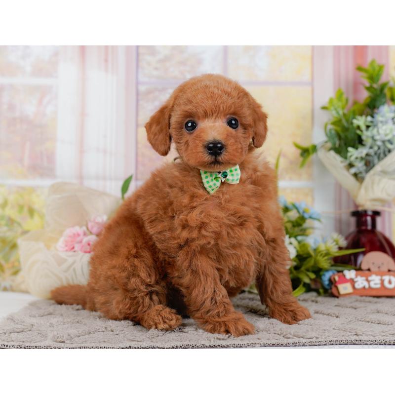 販売中の神奈川県のトイプードル-443887の12枚目