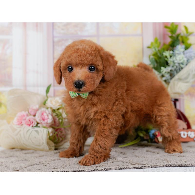 販売中の神奈川県のトイプードル-443887の11枚目