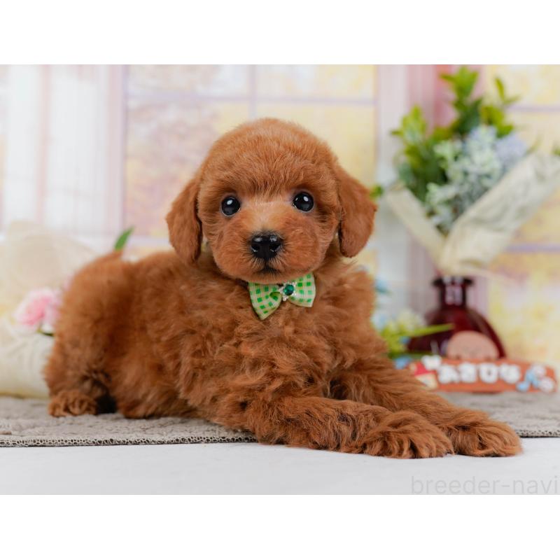 販売中の神奈川県のトイプードル-443887の9枚目