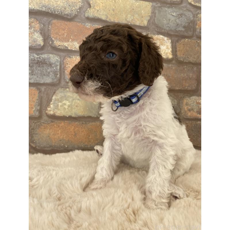 販売中の茨城県のスタンダードプードル-442671