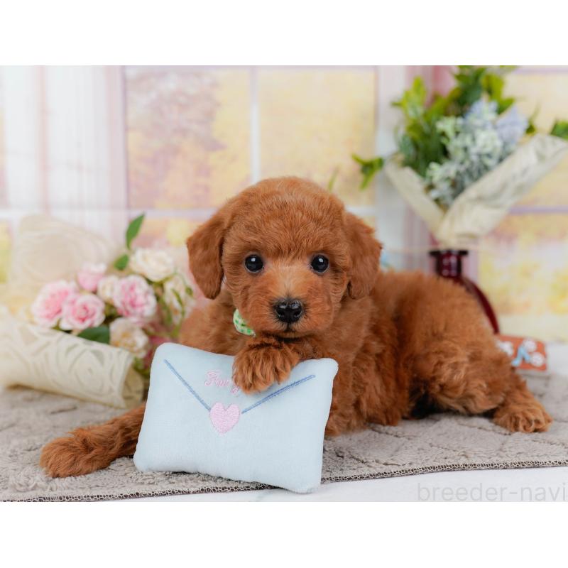 販売中の神奈川県のトイプードル-443887の8枚目