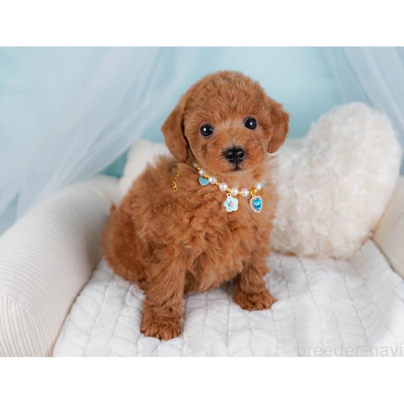 販売中の神奈川県のトイプードル-443887の6枚目