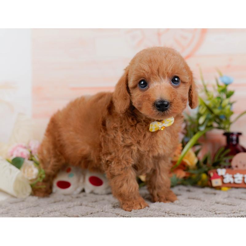 販売中の神奈川県のトイプードル-443888の13枚目