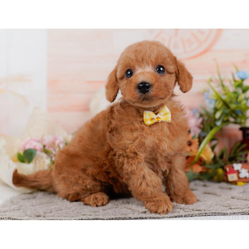 販売中の神奈川県のトイプードル-443888の12枚目