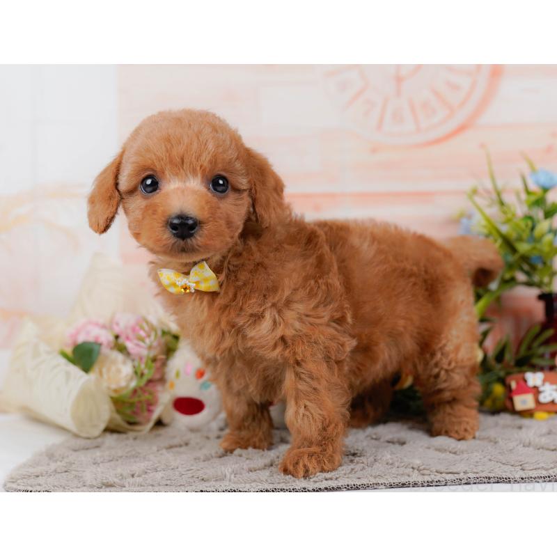 販売中の神奈川県のトイプードル-443888の11枚目