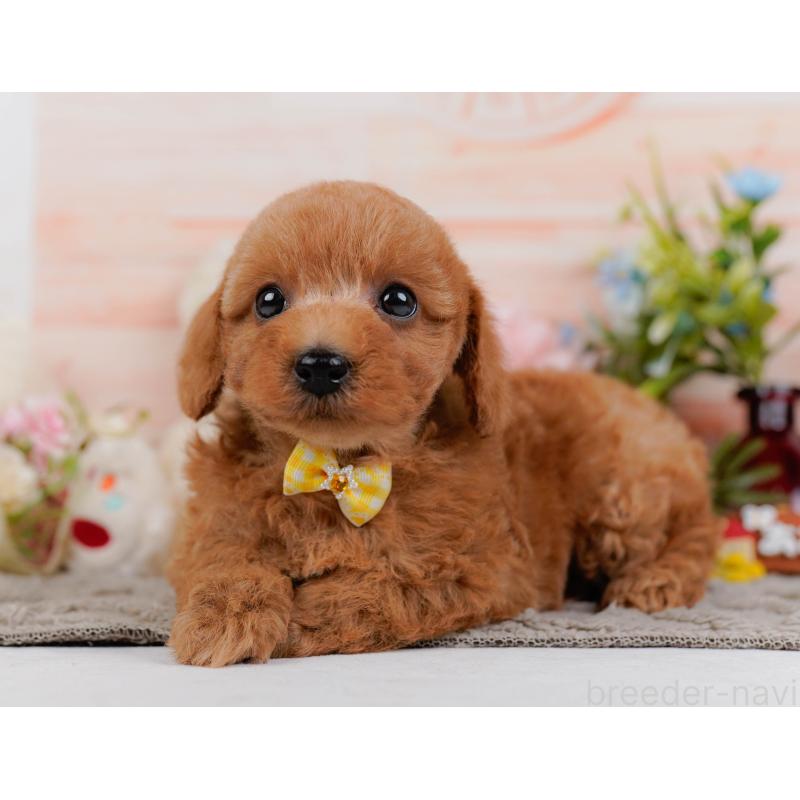 販売中の神奈川県のトイプードル-443888の9枚目