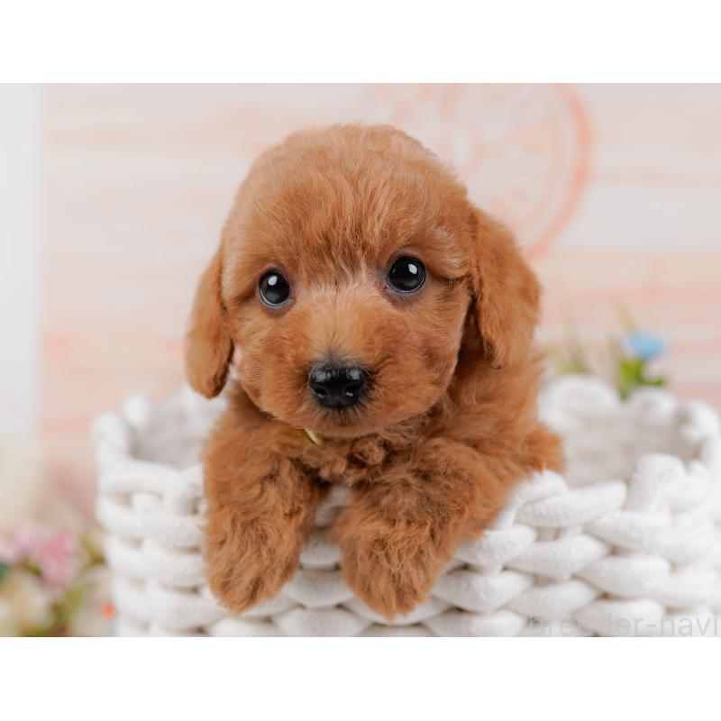 販売中の神奈川県のトイプードル-443888の7枚目