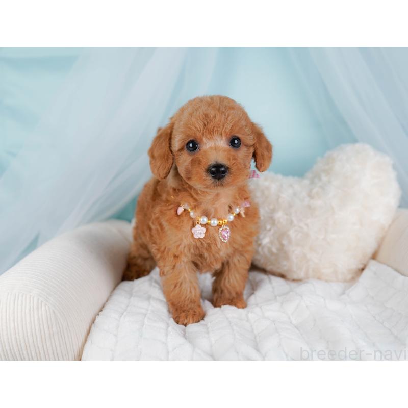 販売中の神奈川県のトイプードル-443888の6枚目