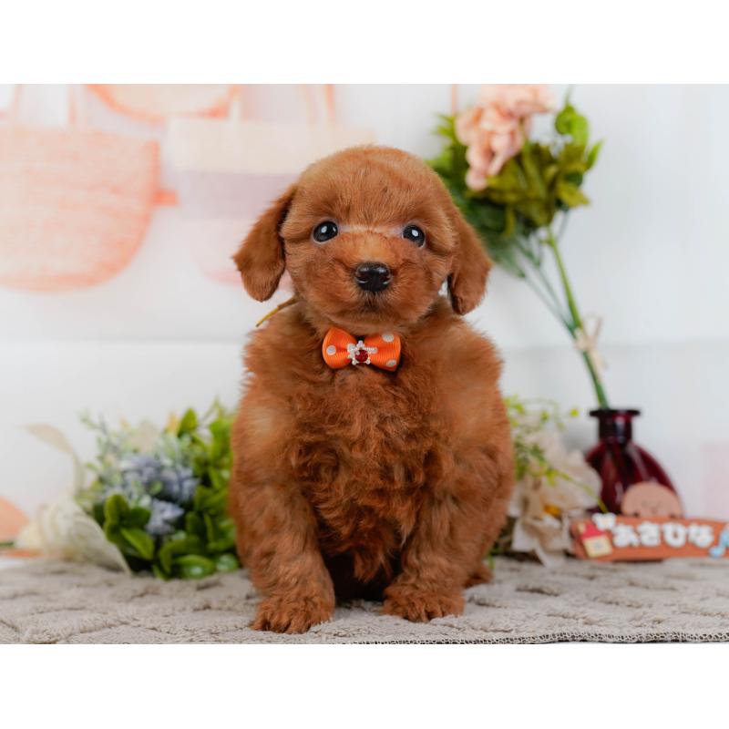 販売中の神奈川県のトイプードル-443902の13枚目