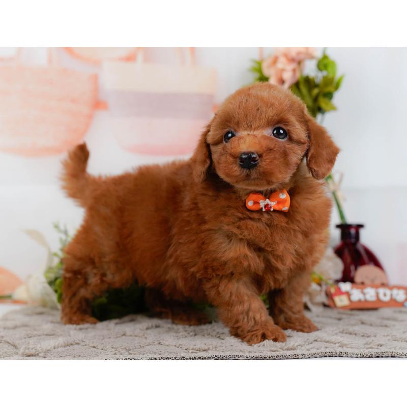 販売中の神奈川県のトイプードル-443902の12枚目