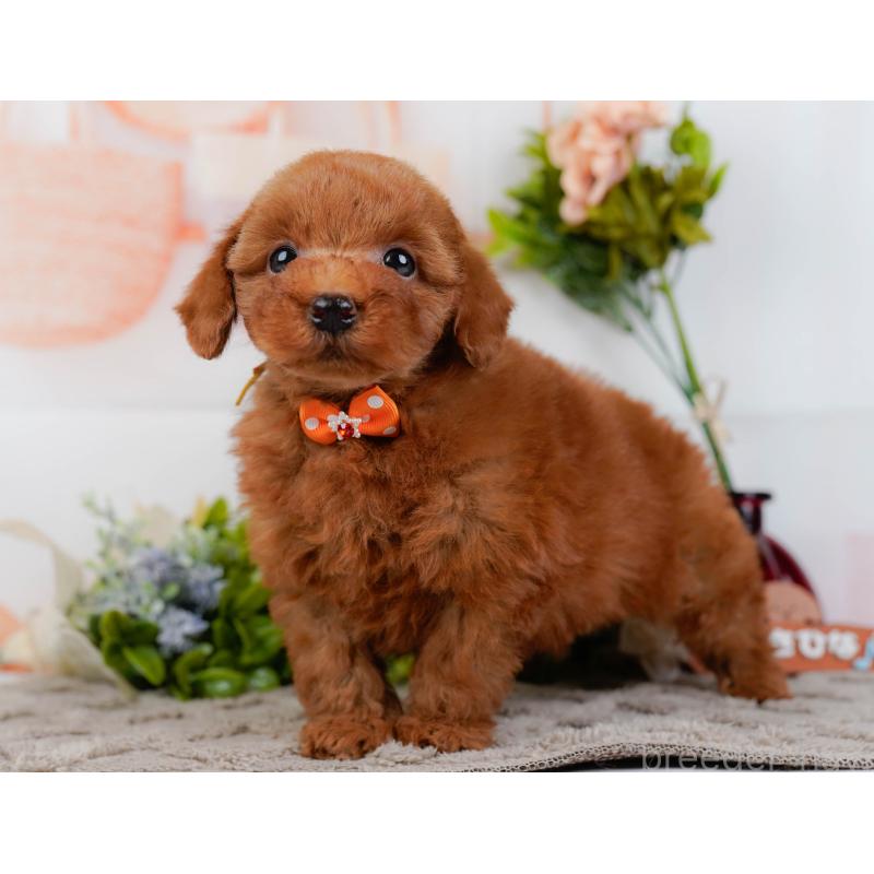 販売中の神奈川県のトイプードル-443902の11枚目