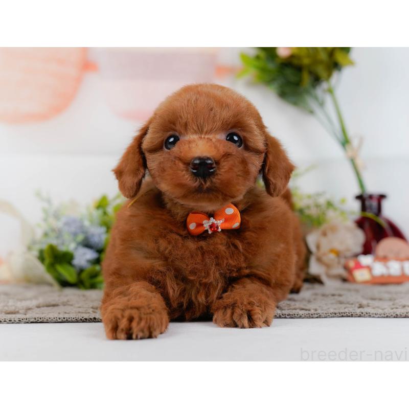 販売中の神奈川県のトイプードル-443902の9枚目