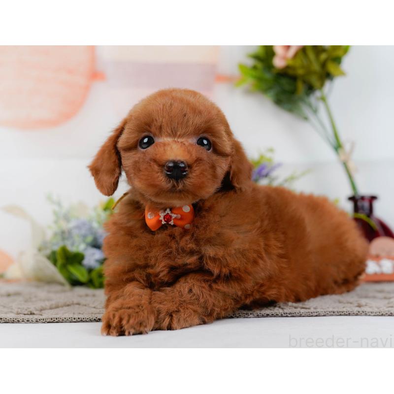 販売中の神奈川県のトイプードル-443902の8枚目