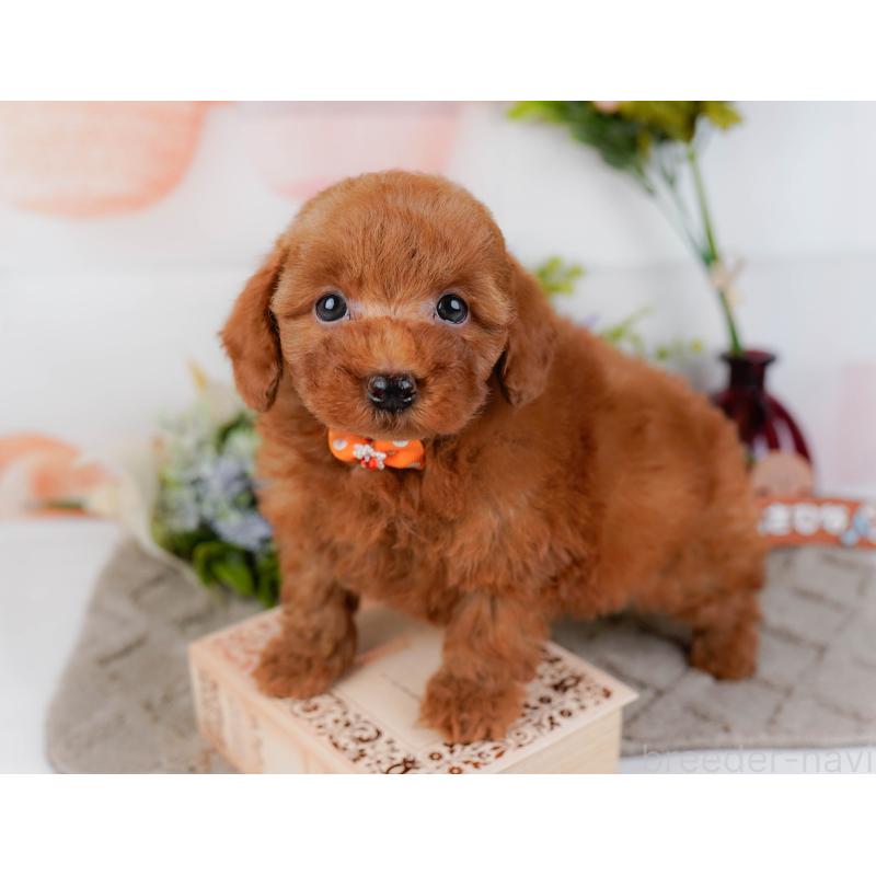 販売中の神奈川県のトイプードル-443902の7枚目