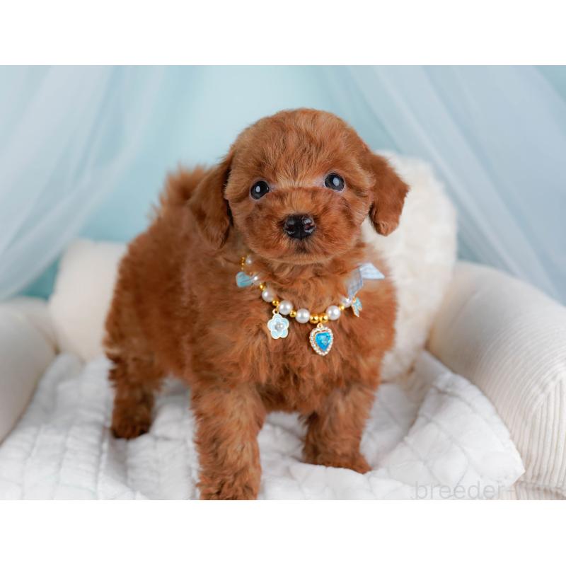 販売中の神奈川県のトイプードル-443902の6枚目