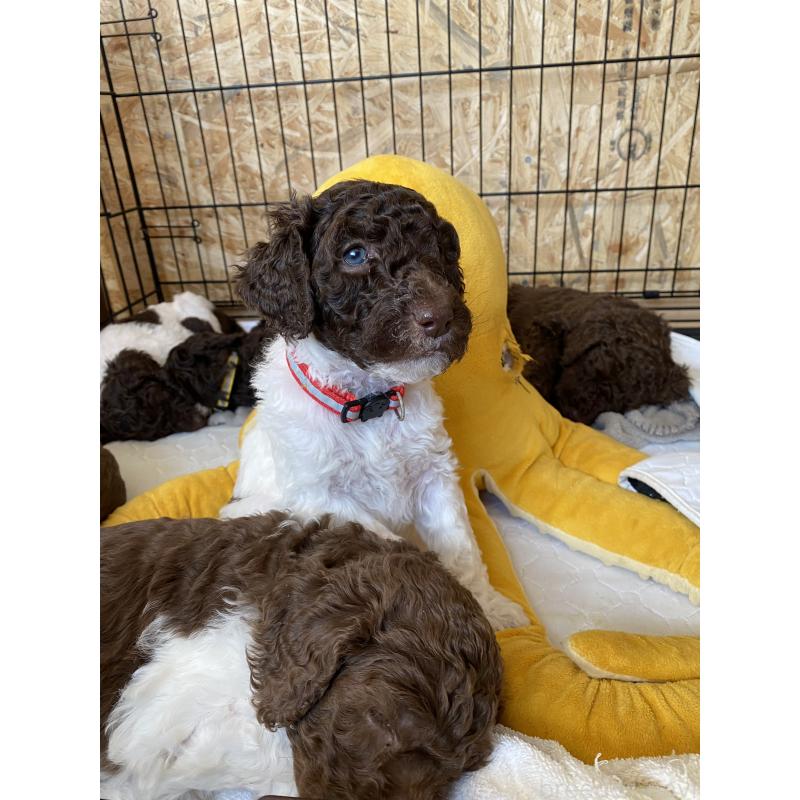 販売中の茨城県のスタンダードプードル-441926