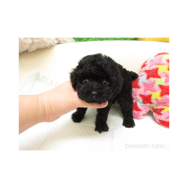 販売中の大阪府のトイプードル-443437の2枚目