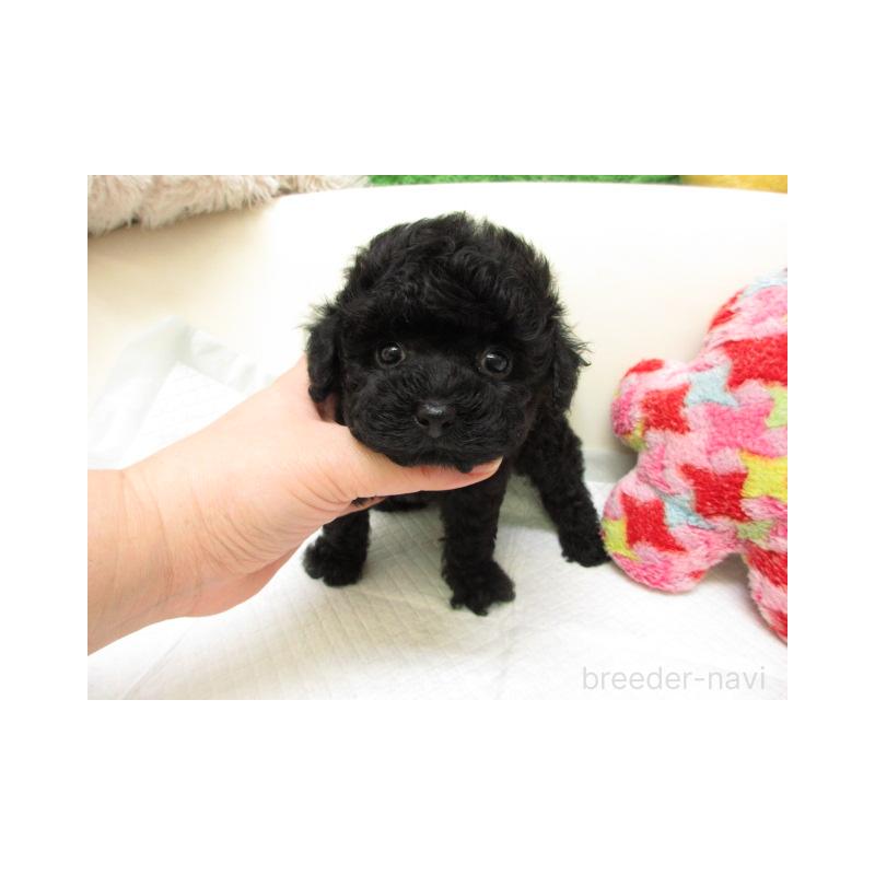 販売中の大阪府のトイプードル-443437の1枚目